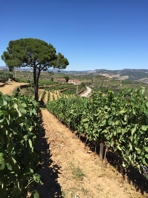Вілла Quinta Dos Espinheiros Provesende Номер фото