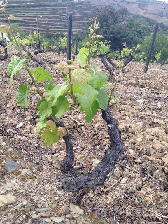 Вілла Quinta Dos Espinheiros Provesende Номер фото