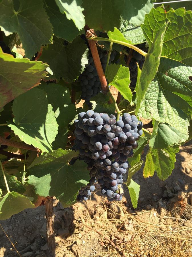 Вілла Quinta Dos Espinheiros Provesende Номер фото